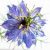nigella-5266209_640 nigella-5266209_640
